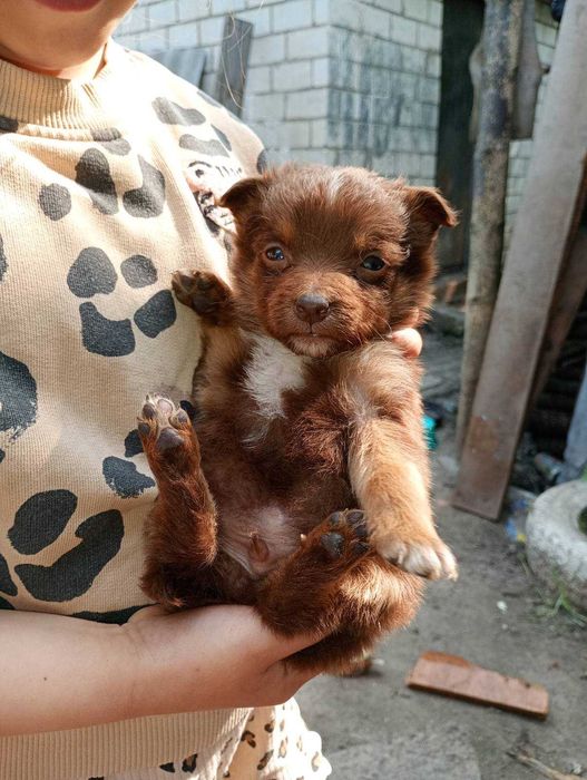 Віддам цуценят в добрі руки
