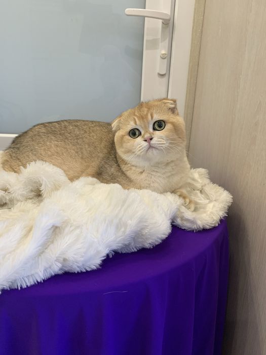 Лагідні котики муркотики !