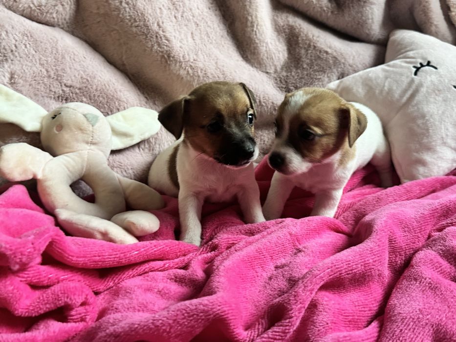 Jack Russell Terrier - SUNIA gotowa do odbioru