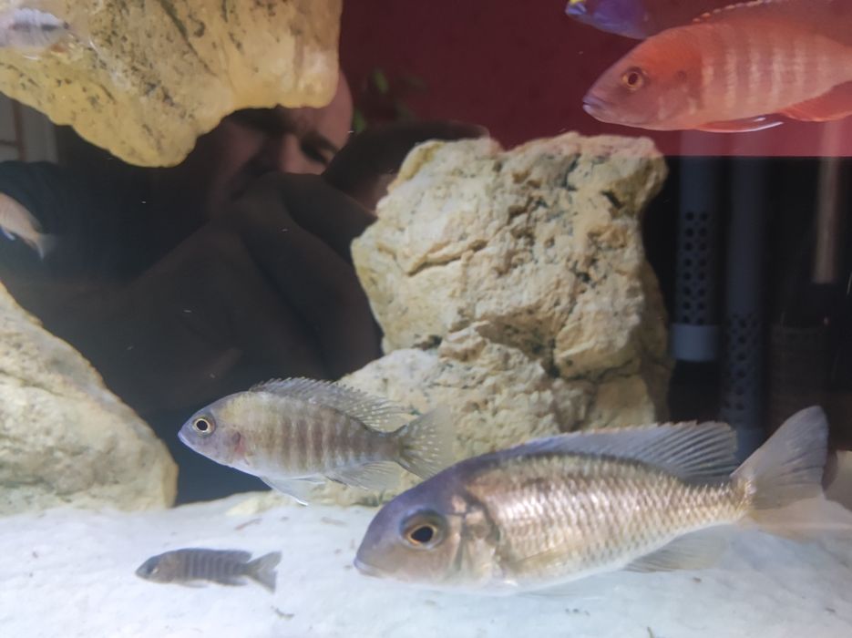 Lethrinops red cap