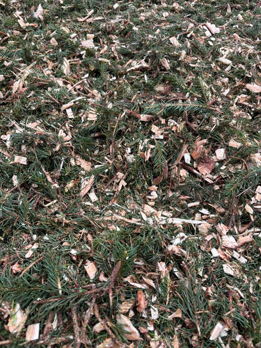 Zrębki zrąbki wióry trociny iglaste