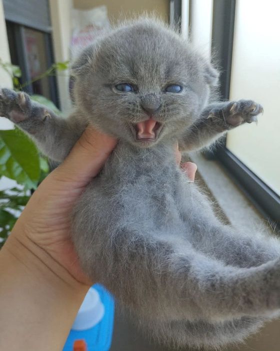 Gato scottish fold e straight