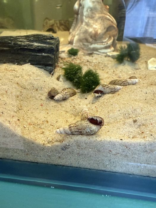 Ślimaki świderki 5szt.