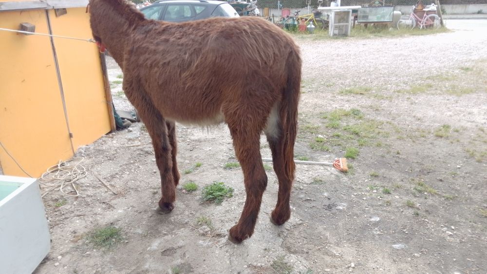 Burro com 5 anos 1,50 m engatado a multado Vendo ou troco para mais formações liga