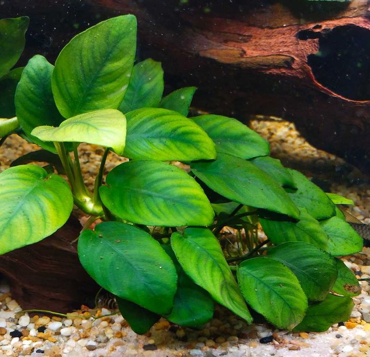 Rośliny do akwarium ANUBIAS