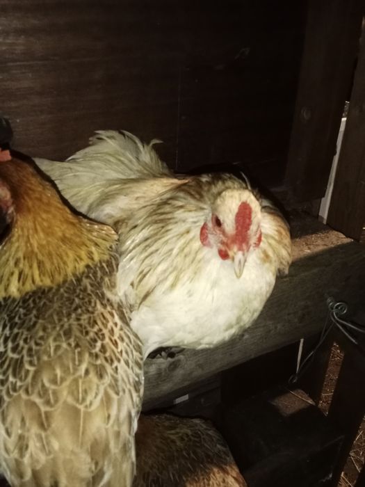 Garnizas Nagasaki e seramas