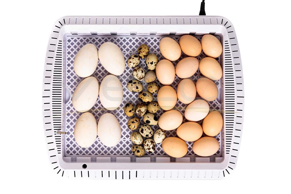 INKUBATOR AUTOMATYCZNY VELO na 35 JAJA do JAJ Indyczych Gęsich Kaczych