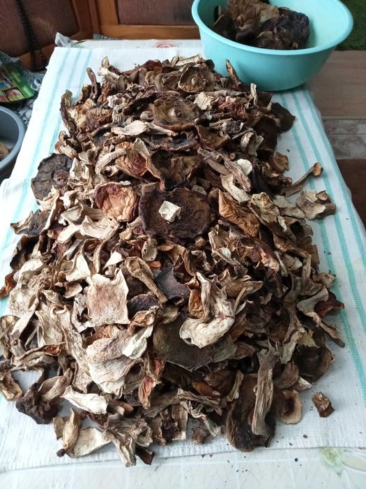 suszone borowiki krajanka CZYSTE