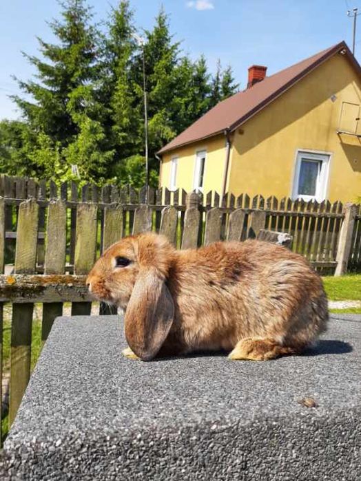 Sprzedam króliki