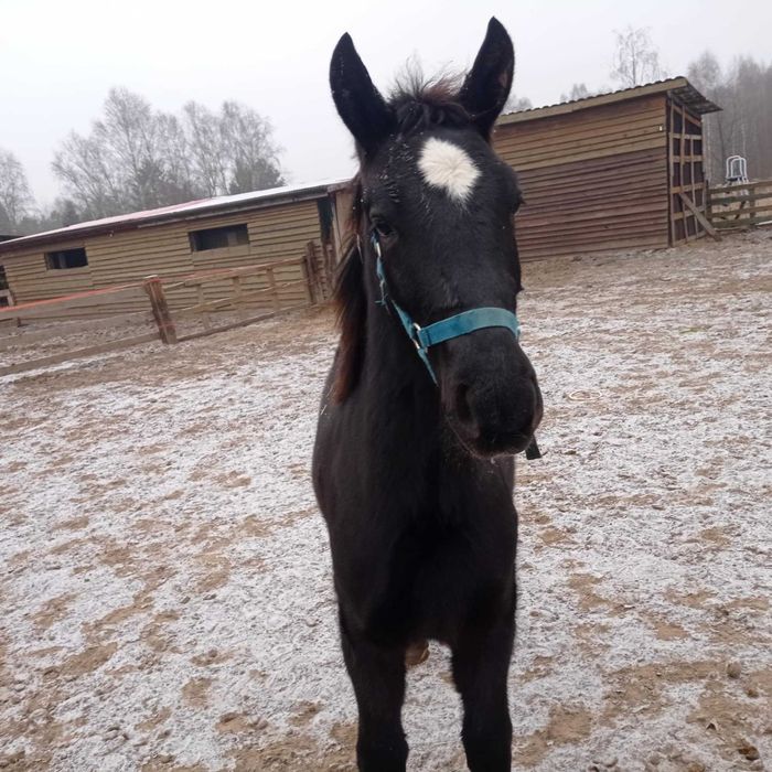 Roczny ogierek ślaski z pełnym pochodzeniem