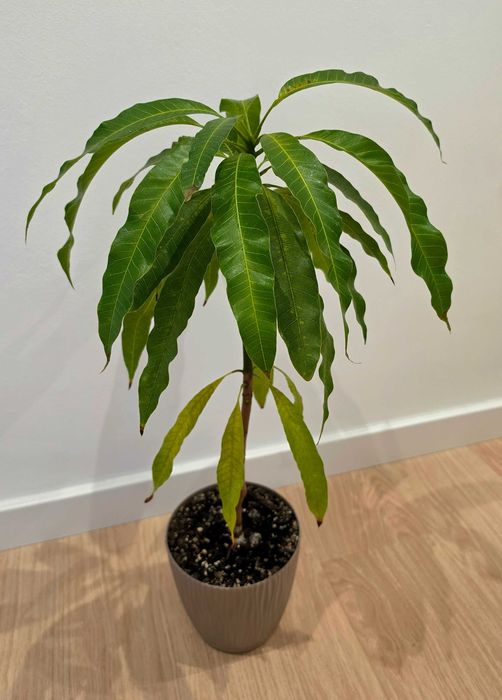 Drzewko mango 4-letnie z Wysp Kanaryjskich 47cm