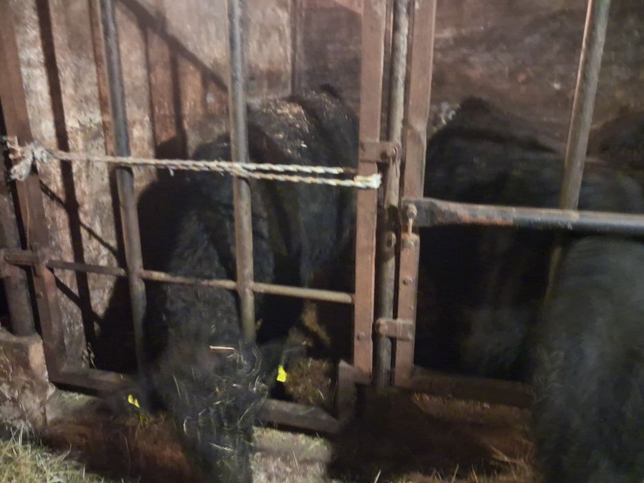 Byczki jałówki  odsadki angus