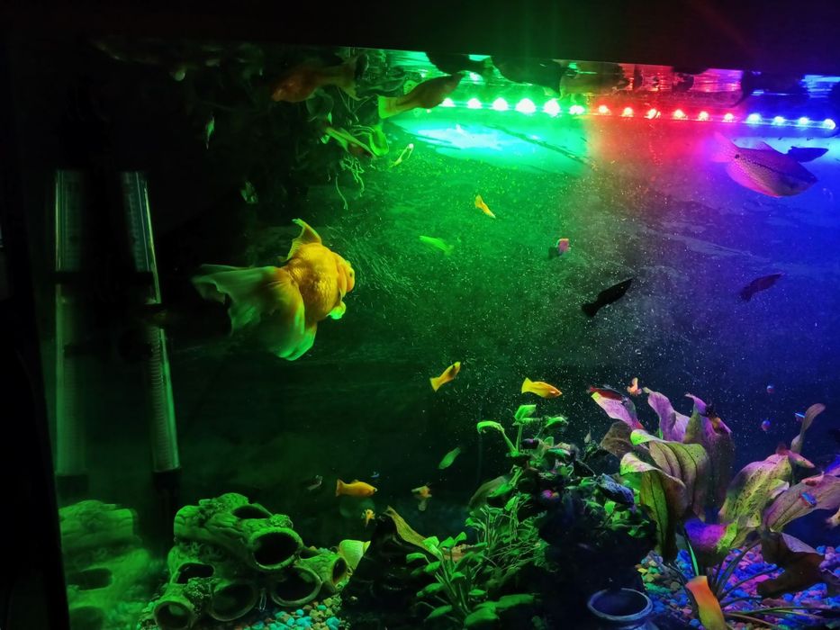 Продам акваріум на 240л.