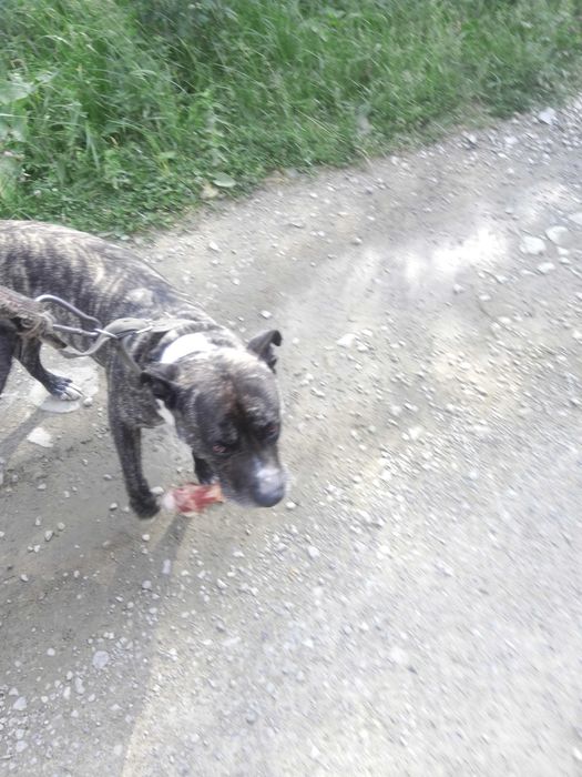 В'язка стаф. тер'єра