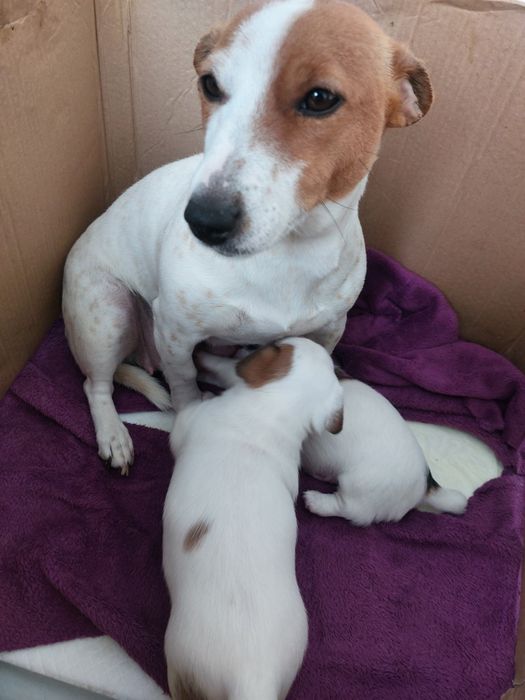 Цуценята Джек рассела