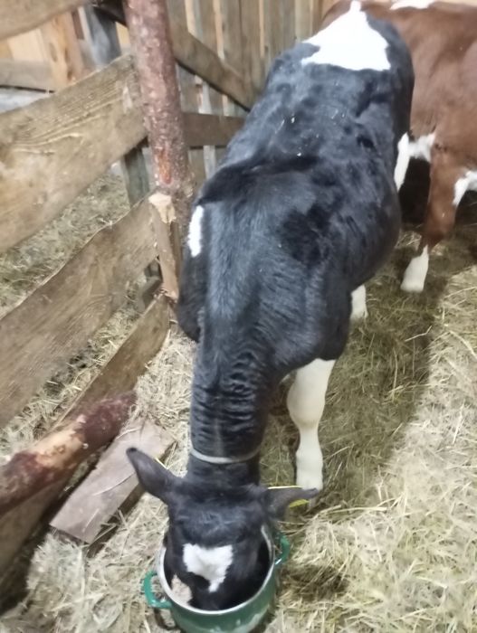 Jałówka 3 miesiące