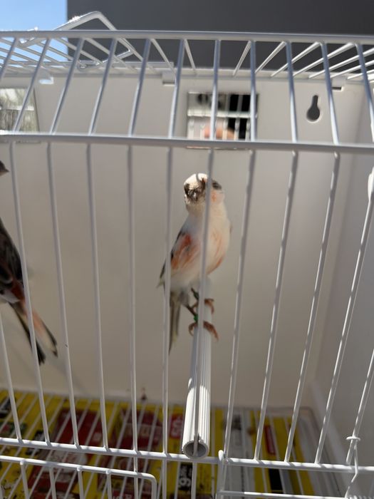 Casal de alerquim