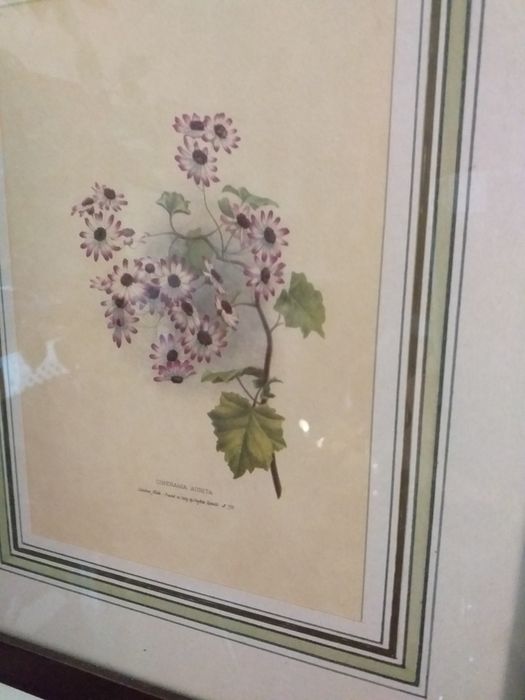 Quadros gravura flores,2preços,madeira,vidroEM MÃOveja zonasDIAS UTEIS