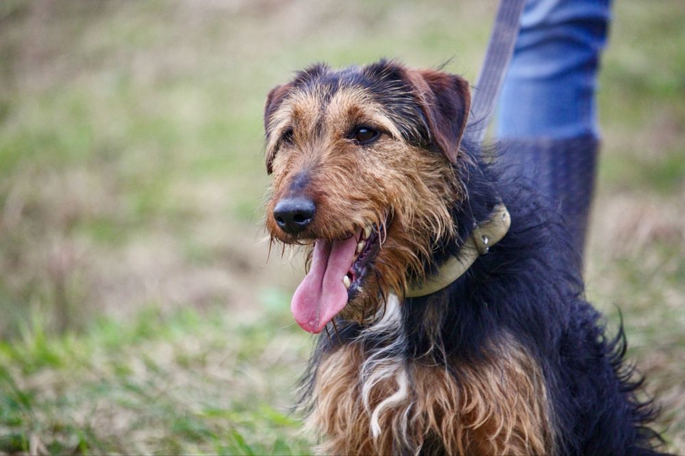 Vasco w typie terriera szuka domu