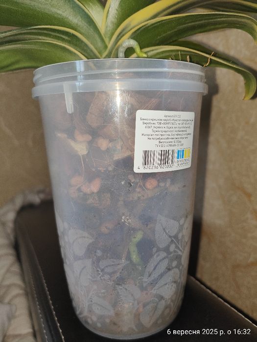 Орхідея Фаленопсис Sogo Vivien Сого Вівьен