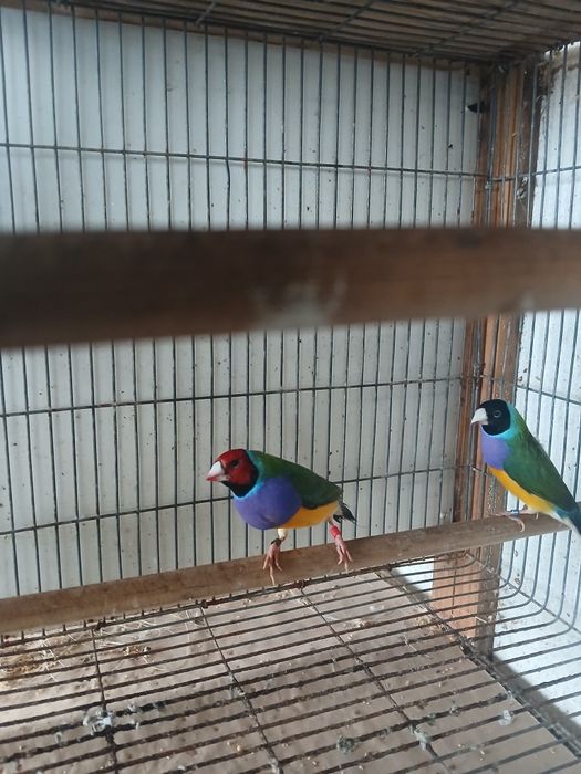 Diamantes gould machos