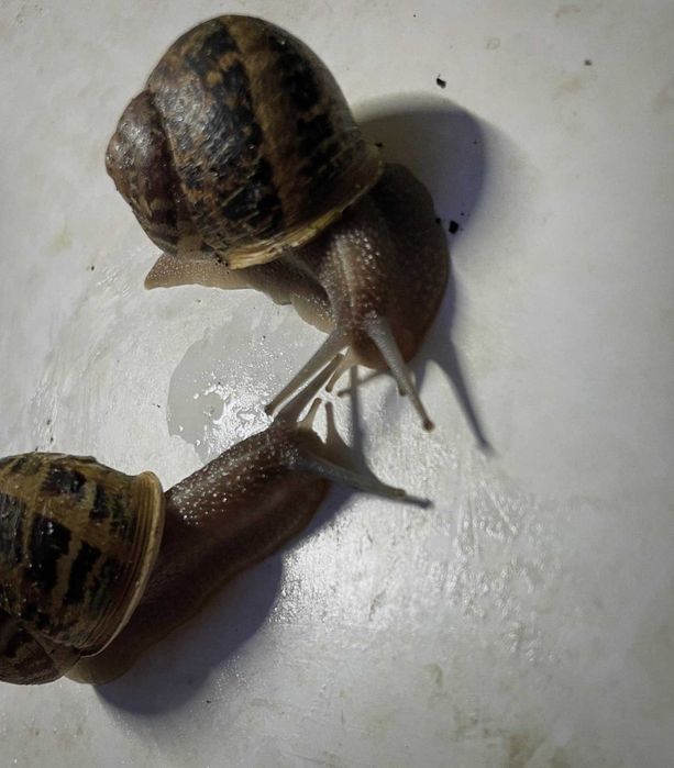 Kokony Ślimaka ( Helix aspersa muller ) Mały szary