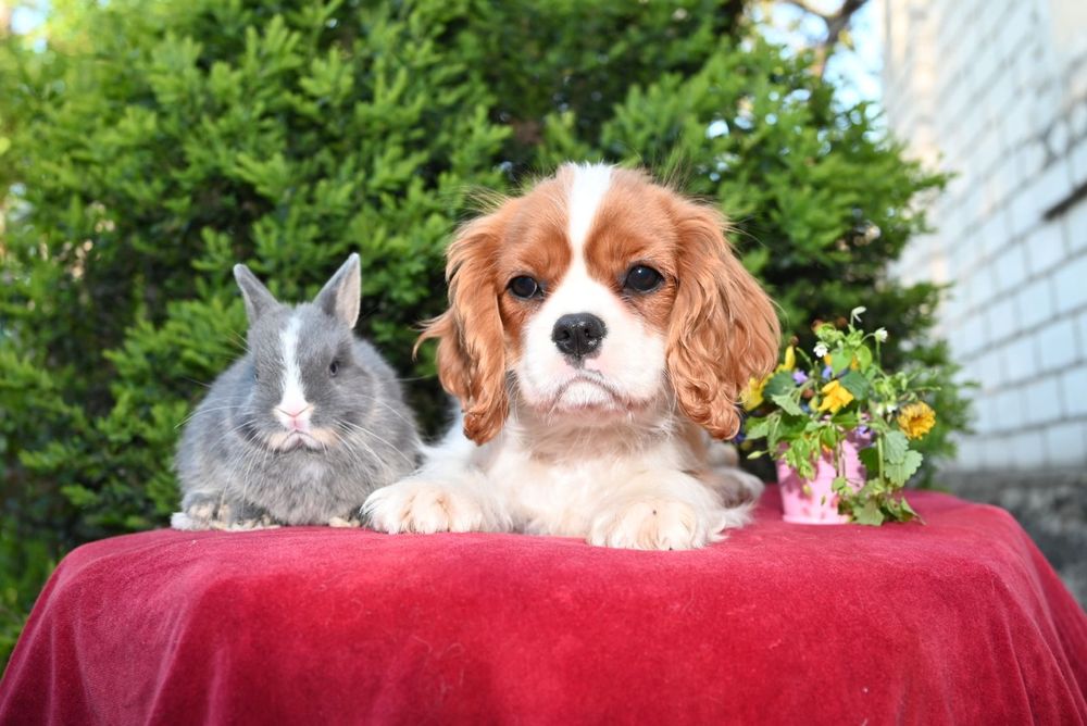 Цуценята Кавалер Кінг Чарльз Спаниель. КСУ