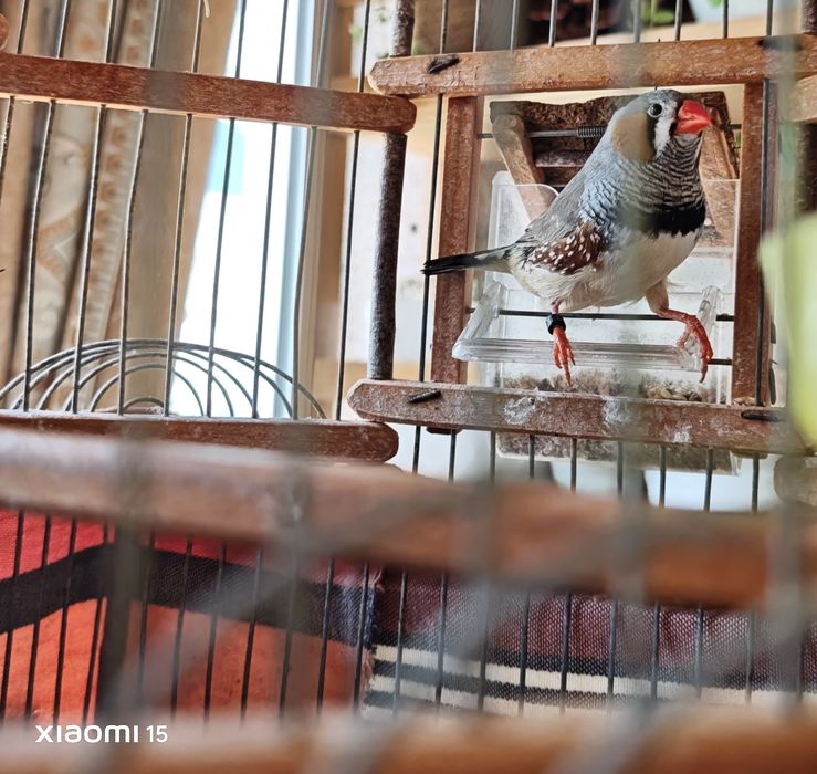 Vendo Mandarim  macho