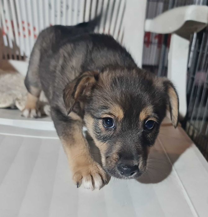 Szczeniaki małej mamy czekają na domy.