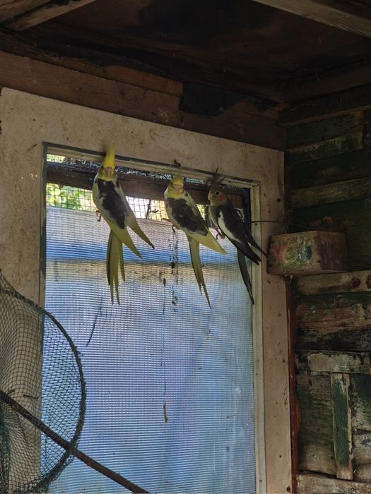 Papuga Nimfa papugi młode młoda