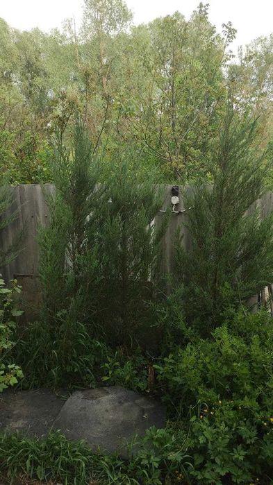 Можевельник,Ялівець скельний ,  Blue Arrow,Блю Эроу от 2 метров