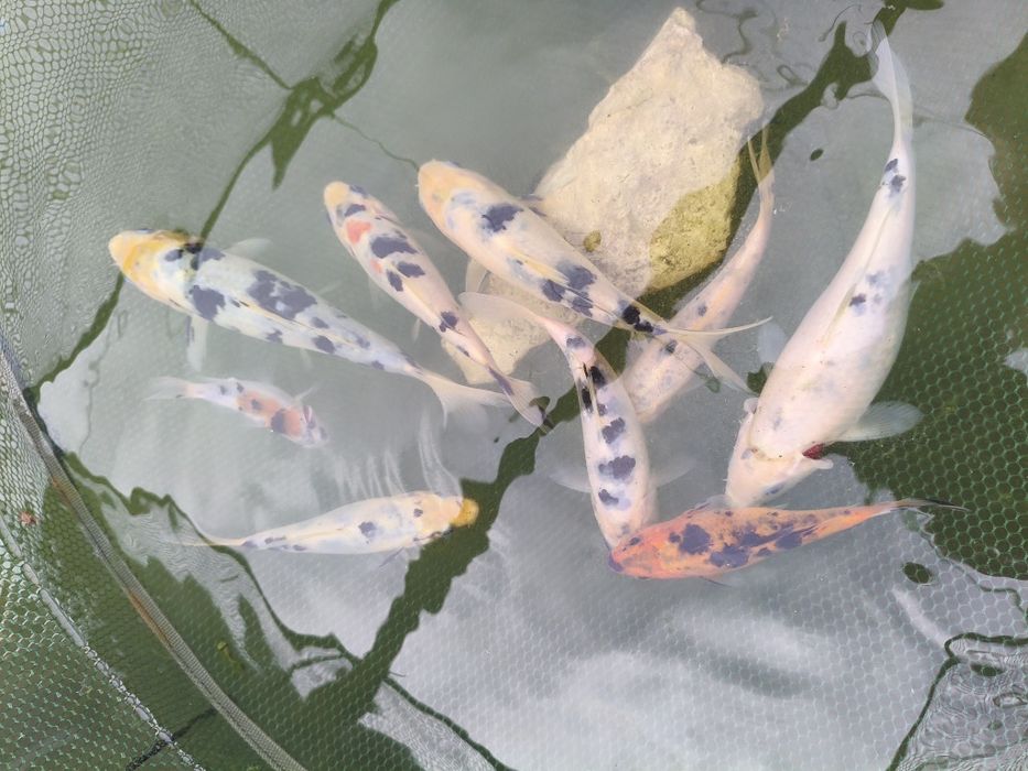 Vendo Carpas koi