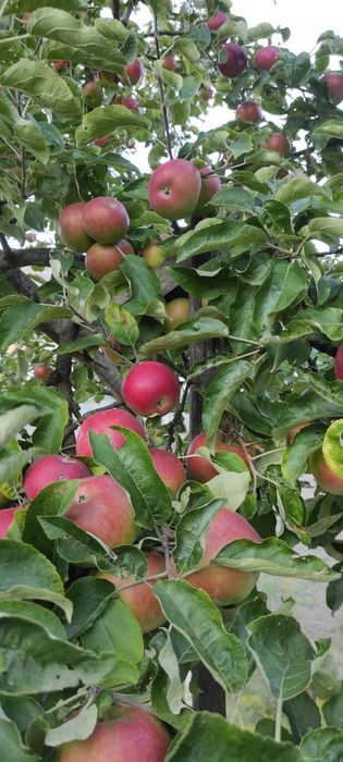 Домашній яблучний оцет. Домашний яблочный уксус.домашній оцет.ягідний.