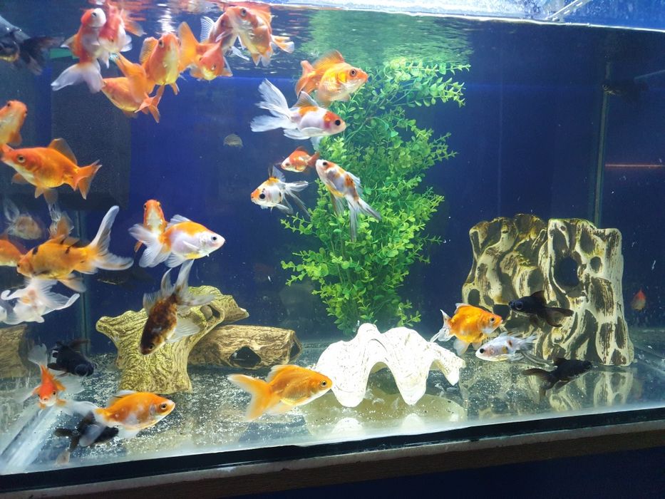 Welony młode 10cm.kilka odmian