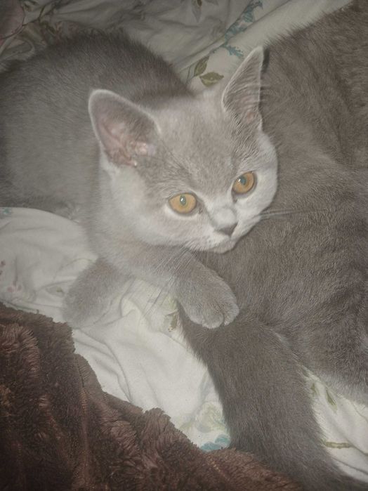 Британська кішка