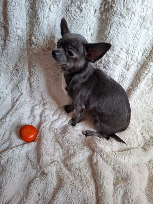 Zarezerwowany.Chihuahua 5 miesięcy 2 kg.