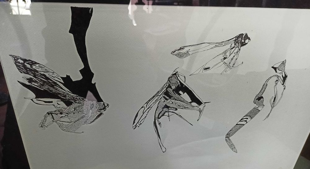 Desenho Tinta China Insecto Roger Uttama 4