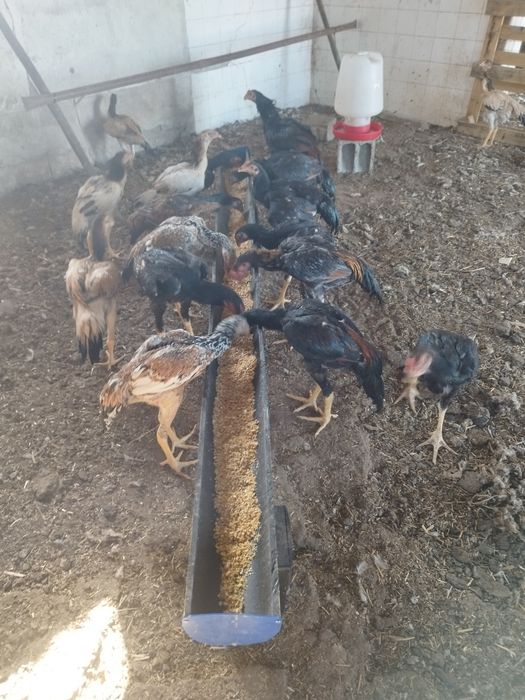 Frangos e frangas Shamo