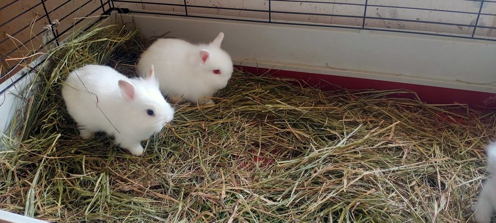 Минни Львиноголовые карликовые крольчата