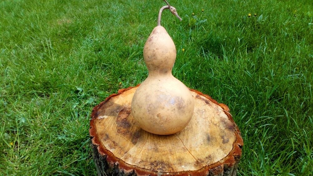 Tykwa, Calabash, Odmiana Mini Bottle Gourds, Feng shui, mała butelka .
