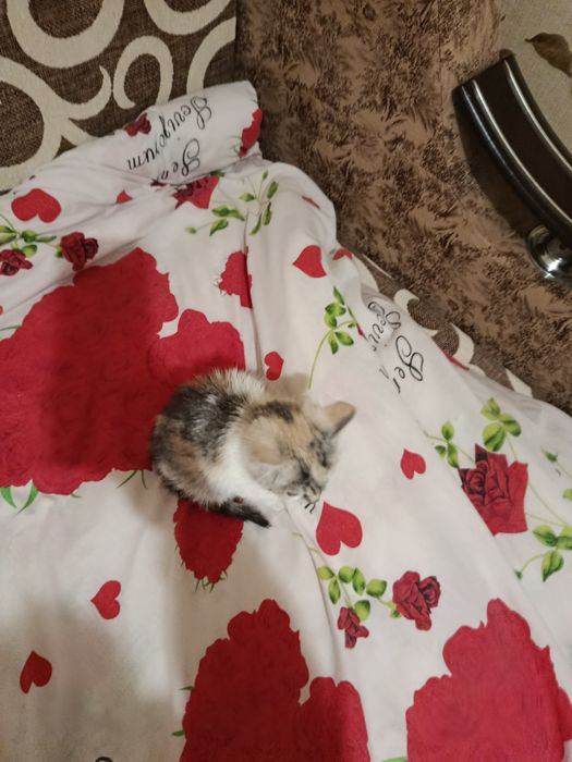 Віддам кішку у гарні руки порода обична місто прилуки