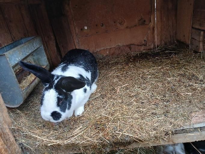 Samice różne wielkości