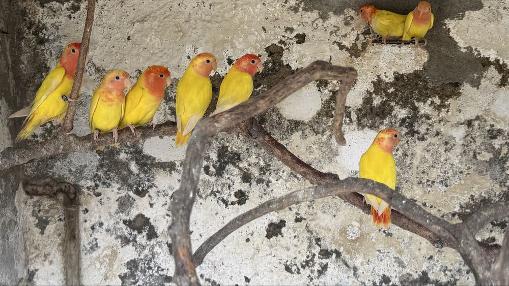 Vende-se roseicollis