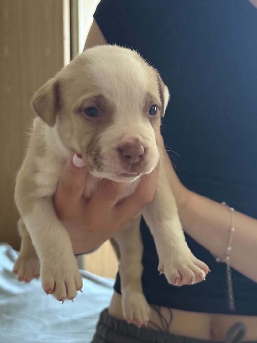 Oddam za darmo szczeniaki rasy pitbull