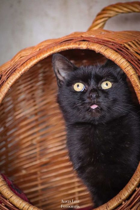 Zaczaruj życie majestatycznej koteczki- Magii!