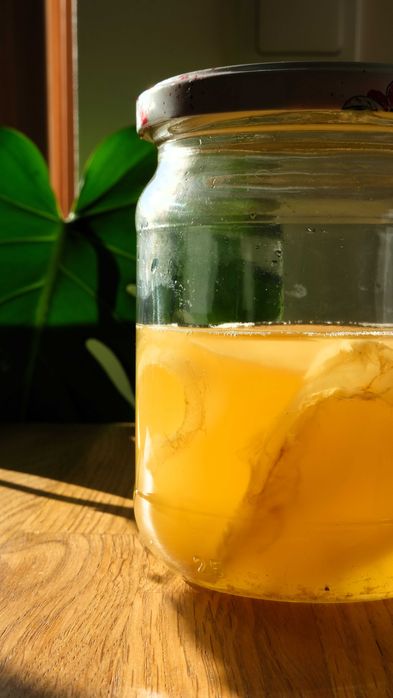 Grzybek SCOBY, starter do domowej kombuchy