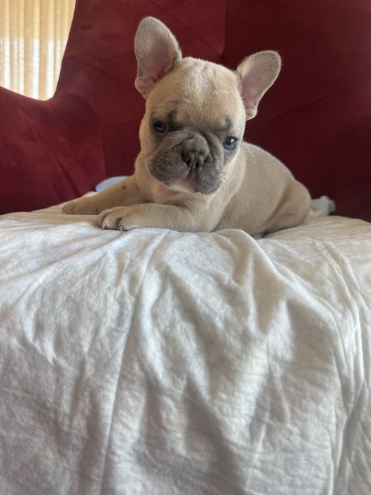 Vendo bulldog frances lilac fawn
