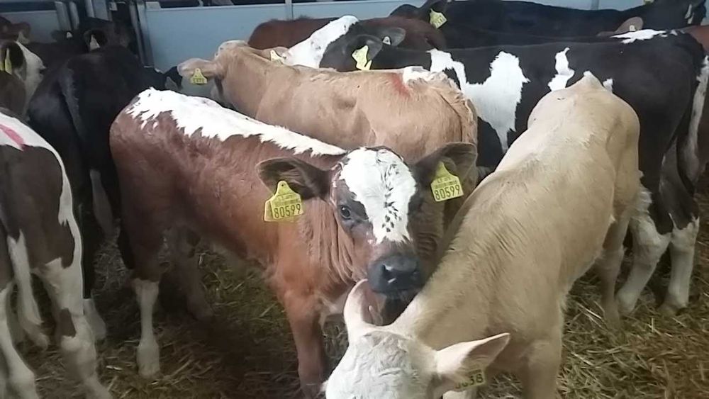 Białowieżą Mięsne byczki