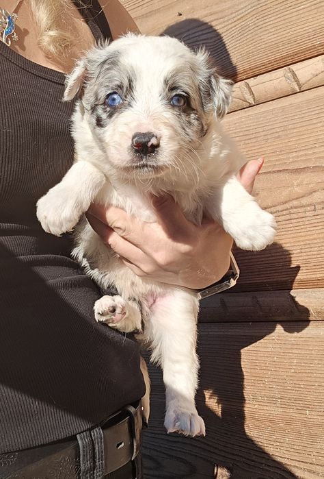 Border Collie Blue Merle niebieskooka