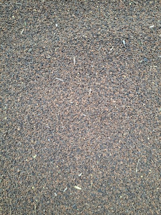 Facelja błękitna poplony